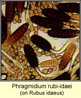 Phragmidium rubi-idaei