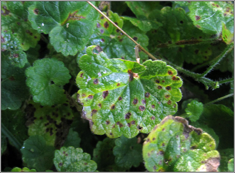 Puccinia glechomatis