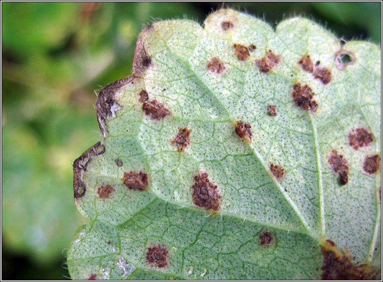 Puccinia glechomatis