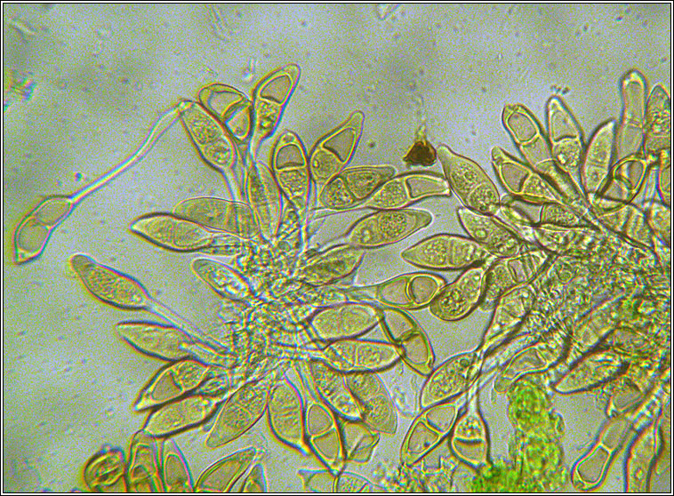 Puccinia glechomatis