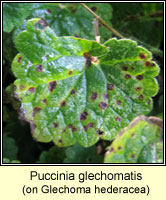 Puccinia glechomatis