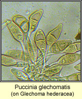 Puccinia glechomatis