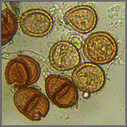 Puccinia violae