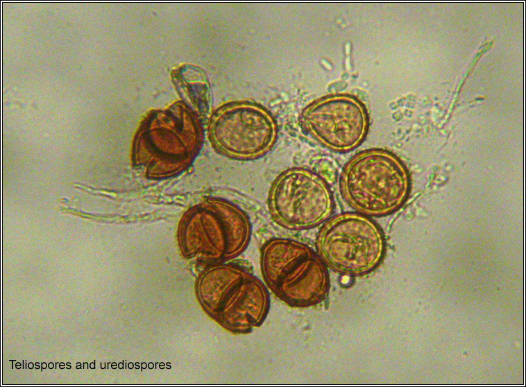 Puccinia violae