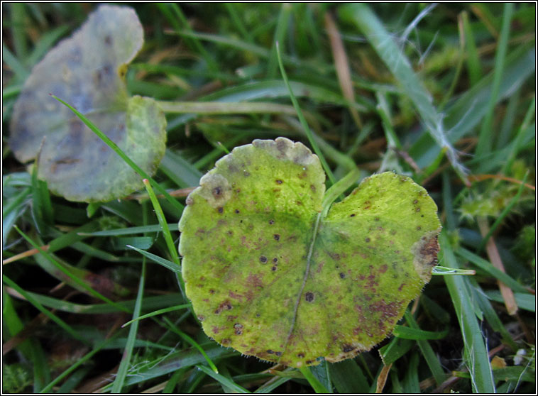 Puccinia violae