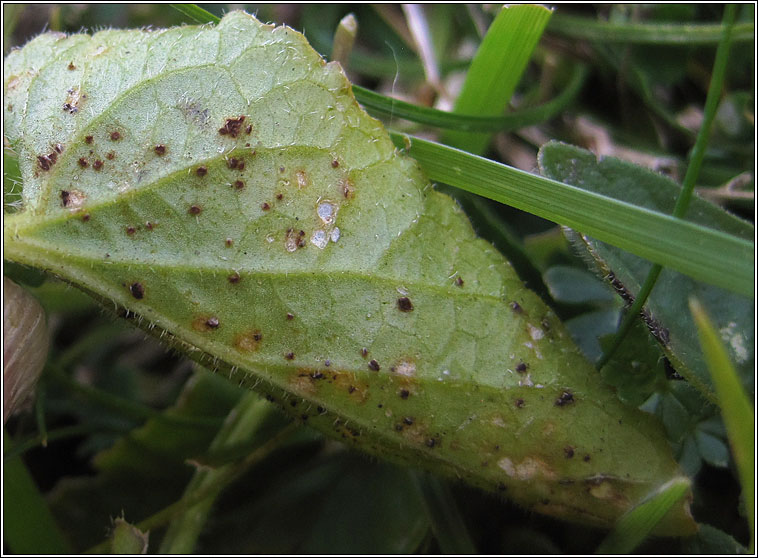 Puccinia violae