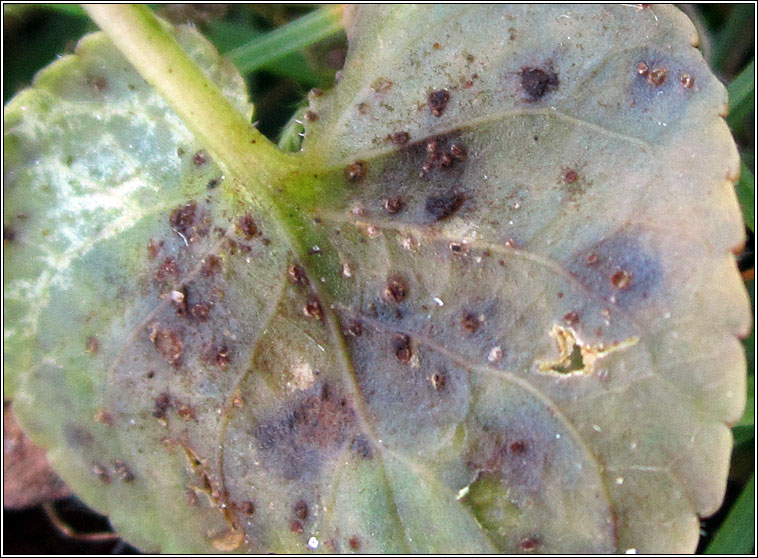 Puccinia violae