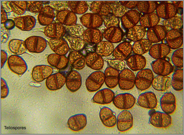 Puccinia violae