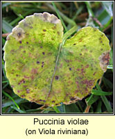 Puccinia violae