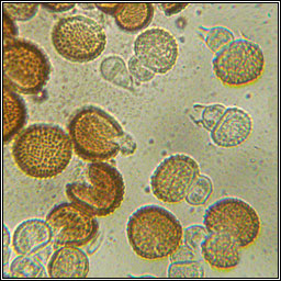 Tranzschelia discolor