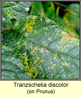 Tranzschelia discolor