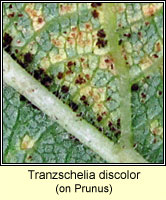 Tranzschelia discolor