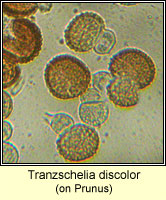 Tranzschelia discolor