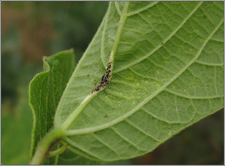 Uromyces appendiculatus (Uromyces phaseoli)