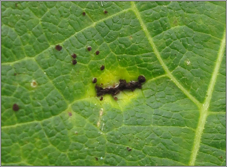 Uromyces appendiculatus (Uromyces phaseoli)