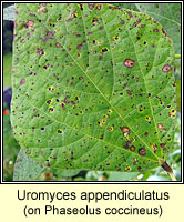 Uromyces appendiculatus (Uromyces phaseoli)