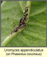 Uromyces appendiculatus (Uromyces phaseoli)