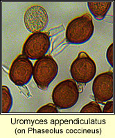 Uromyces appendiculatus (Uromyces phaseoli)