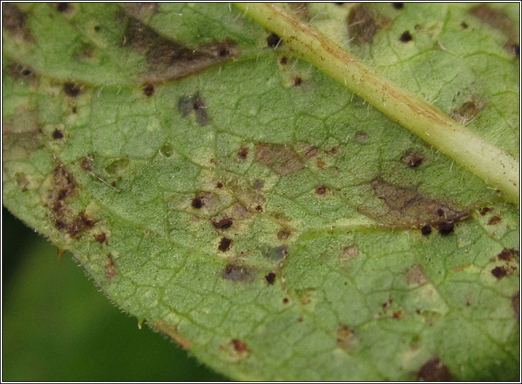 Puccinia jaceae