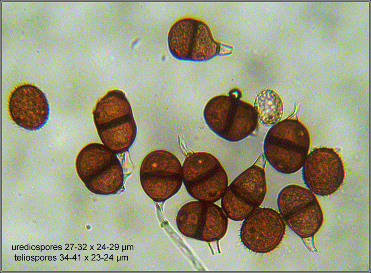 Puccinia jaceae