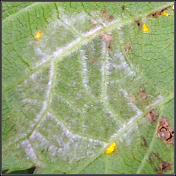 Epitrimerus gibbosus