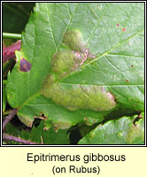 Epitrimerus gibbosus