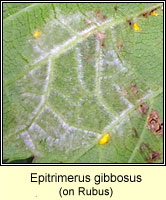 Epitrimerus gibbosus