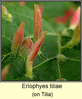 Eriophyes tiliae