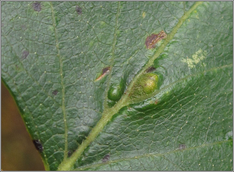 Eriophyes leionotus