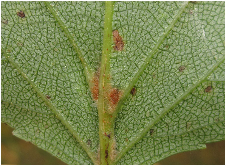 Eriophyes leionotus