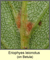 Eriophyes leionotus