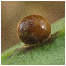 Cynips divisa, Pea Gall Wasp