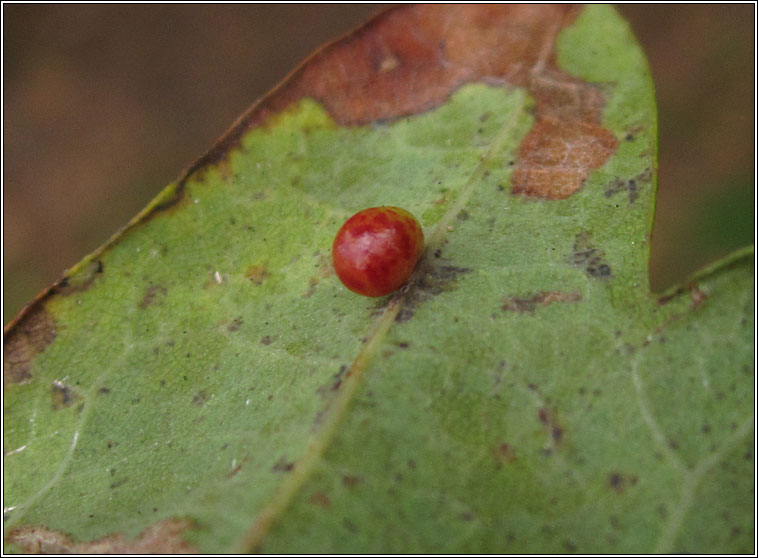 Cynips divisa, Pea Gall Wasp