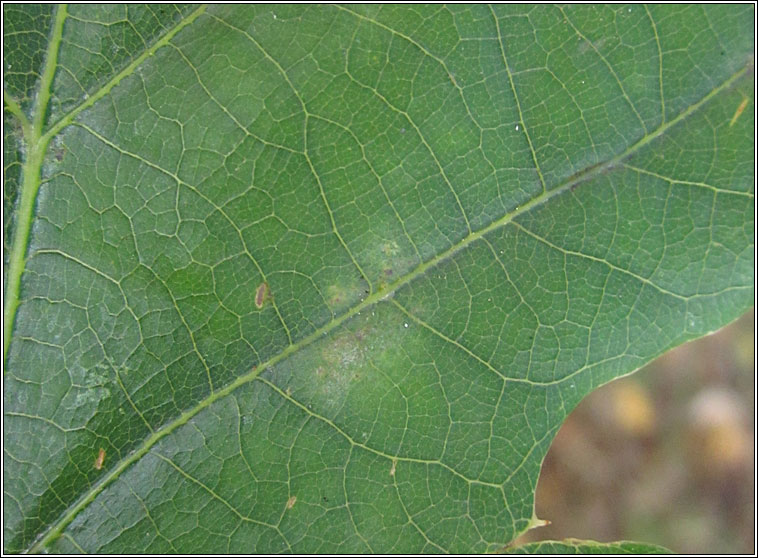 Cynips divisa, Pea Gall Wasp