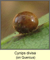 Cynips divisa Pea Gall Wasp