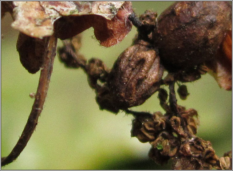 Andricus quadrilineatus