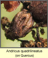 Andricus quadrilineatus