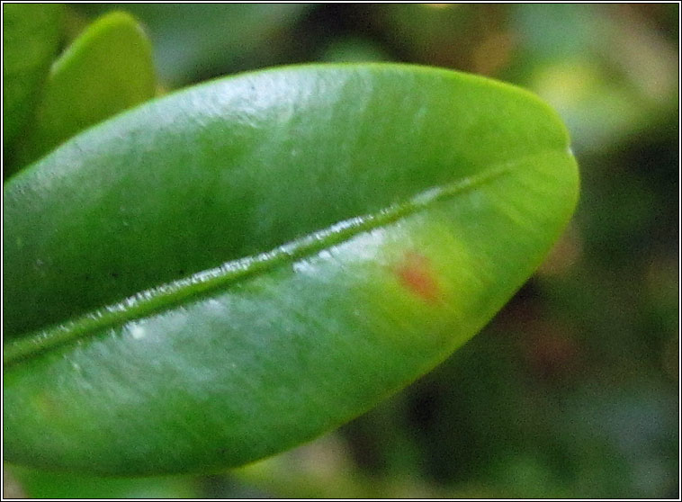 Monarthropalpus flavus