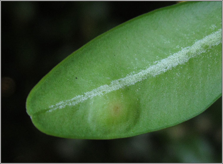 Monarthropalpus flavus