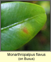 Monarthropalpus flavus