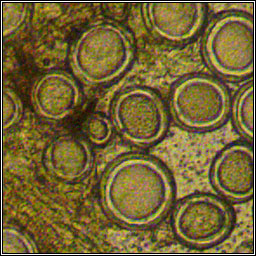 Protomyces macrosporus