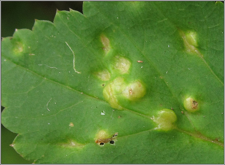 Protomyces macrosporus