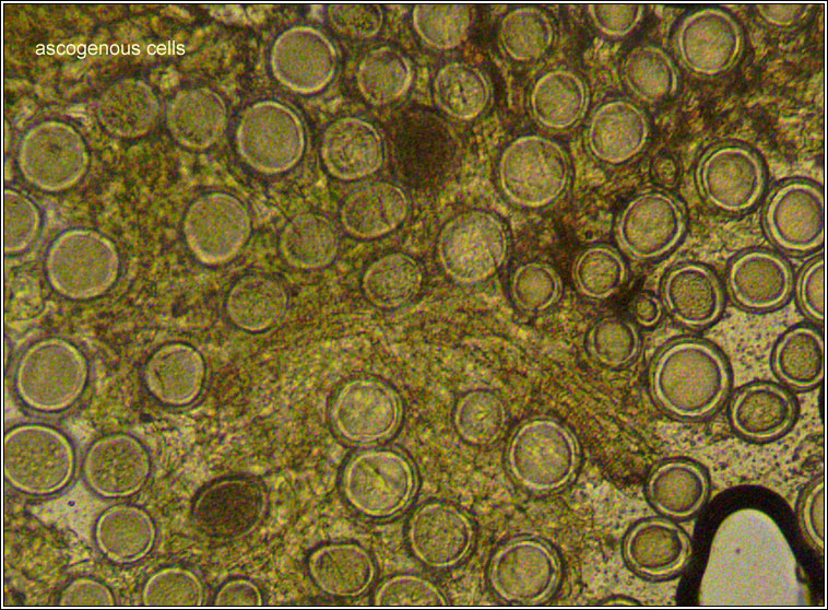 Protomyces macrosporus