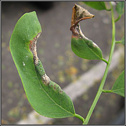 Obolodiplosis robiniae