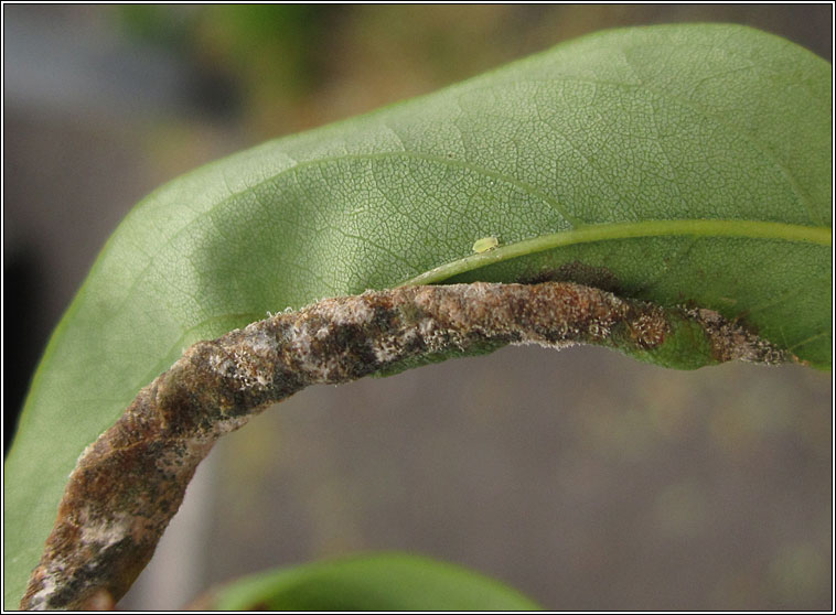 Obolodiplosis robiniae