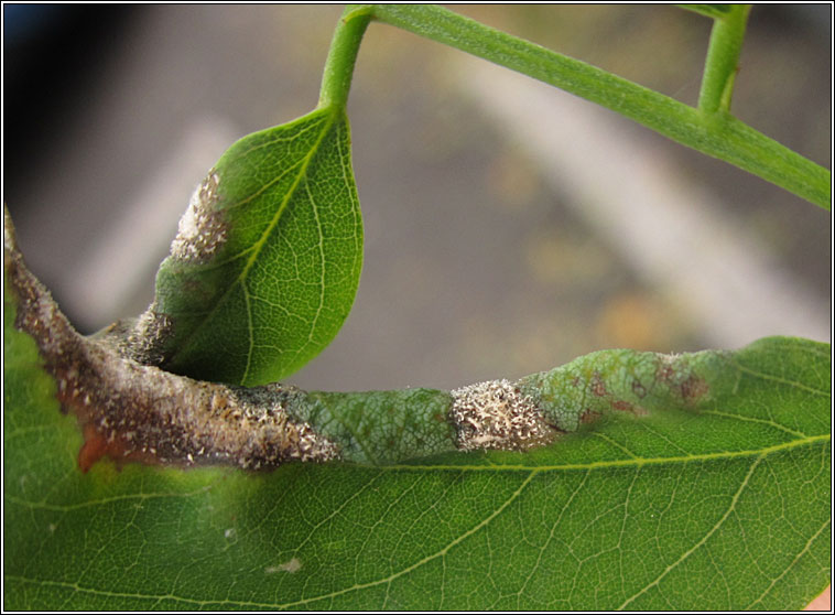 Obolodiplosis robiniae