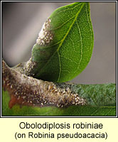 Obolodiplosis robiniae