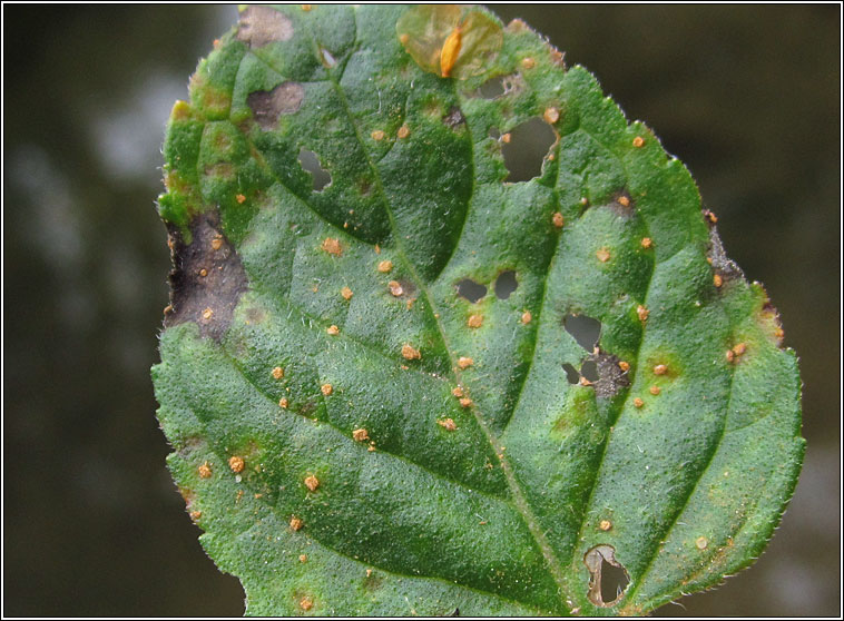 Puccinia menthae