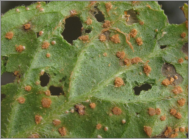 Puccinia menthae