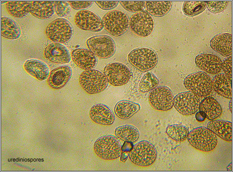 Puccinia menthae